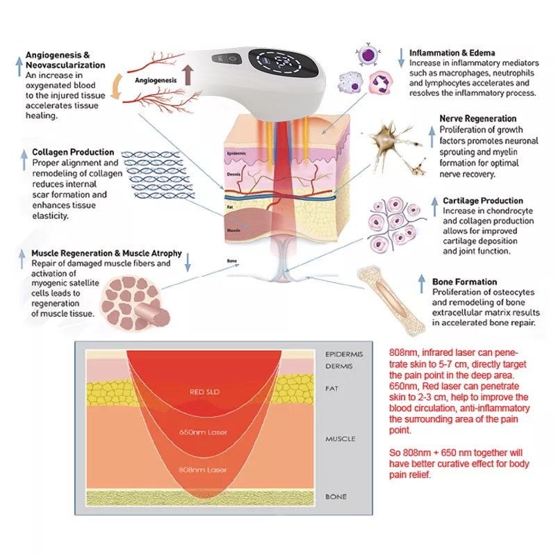 2x808nm Cold Laser Therapy Dev - Pet Supplies Outlet ulasan dan harga